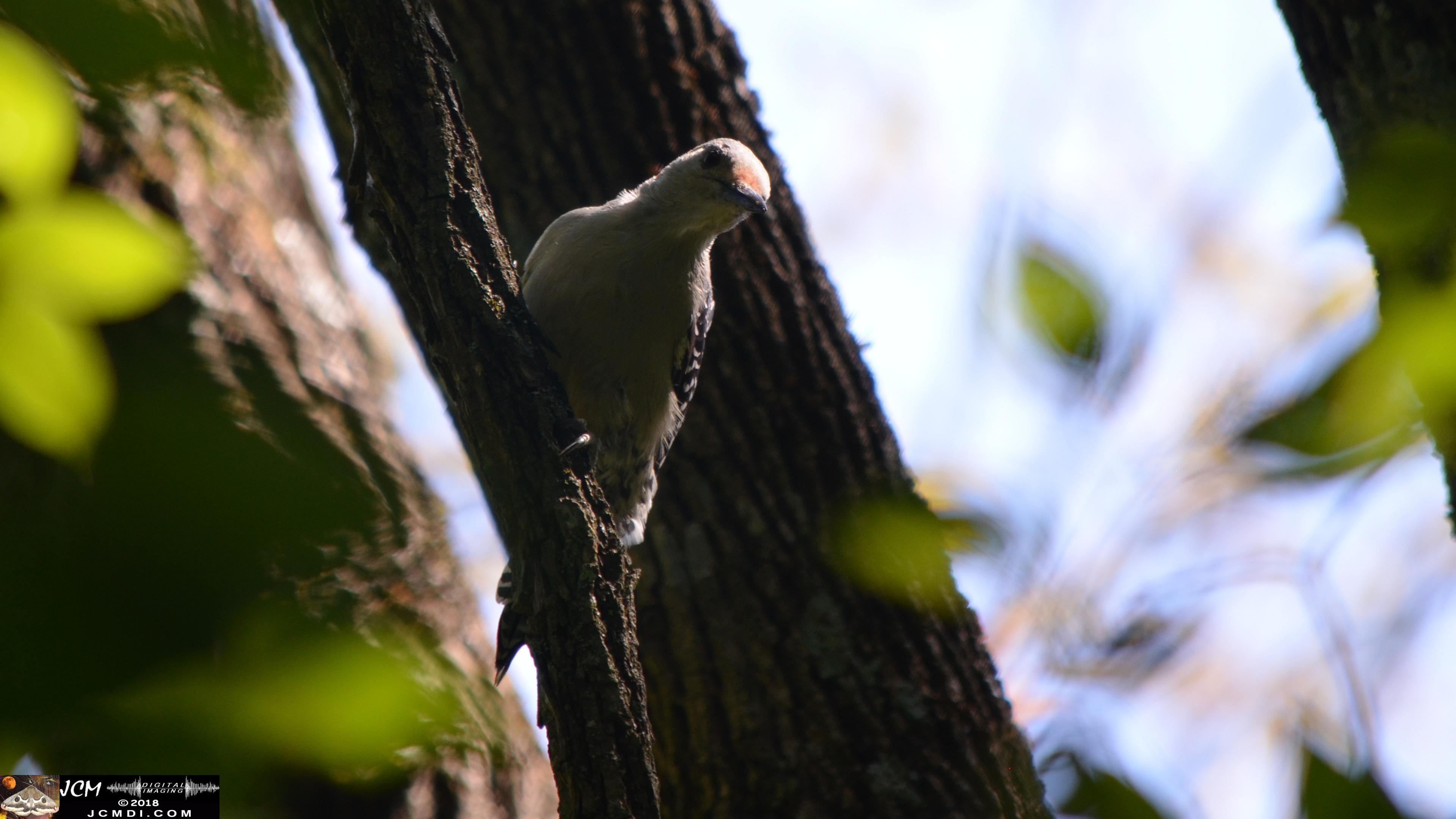 A Woodpecker at Old Hickory Lake.jpg